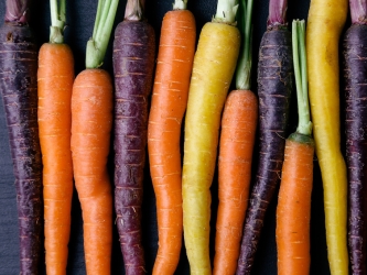 Évaluation de la diversité génétique d’une espèce végétale, exemple de la carotte