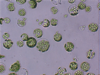 Culture de cellules végétales sans parois, les protoplastes 