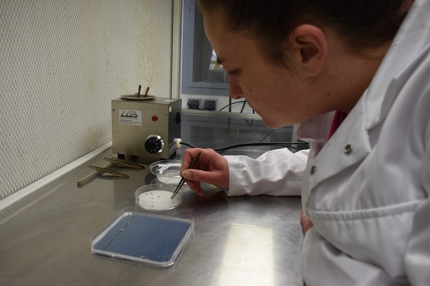 Stress hydrique : mise au point d’un protocole d’évaluation  in vitro sur laitue 
