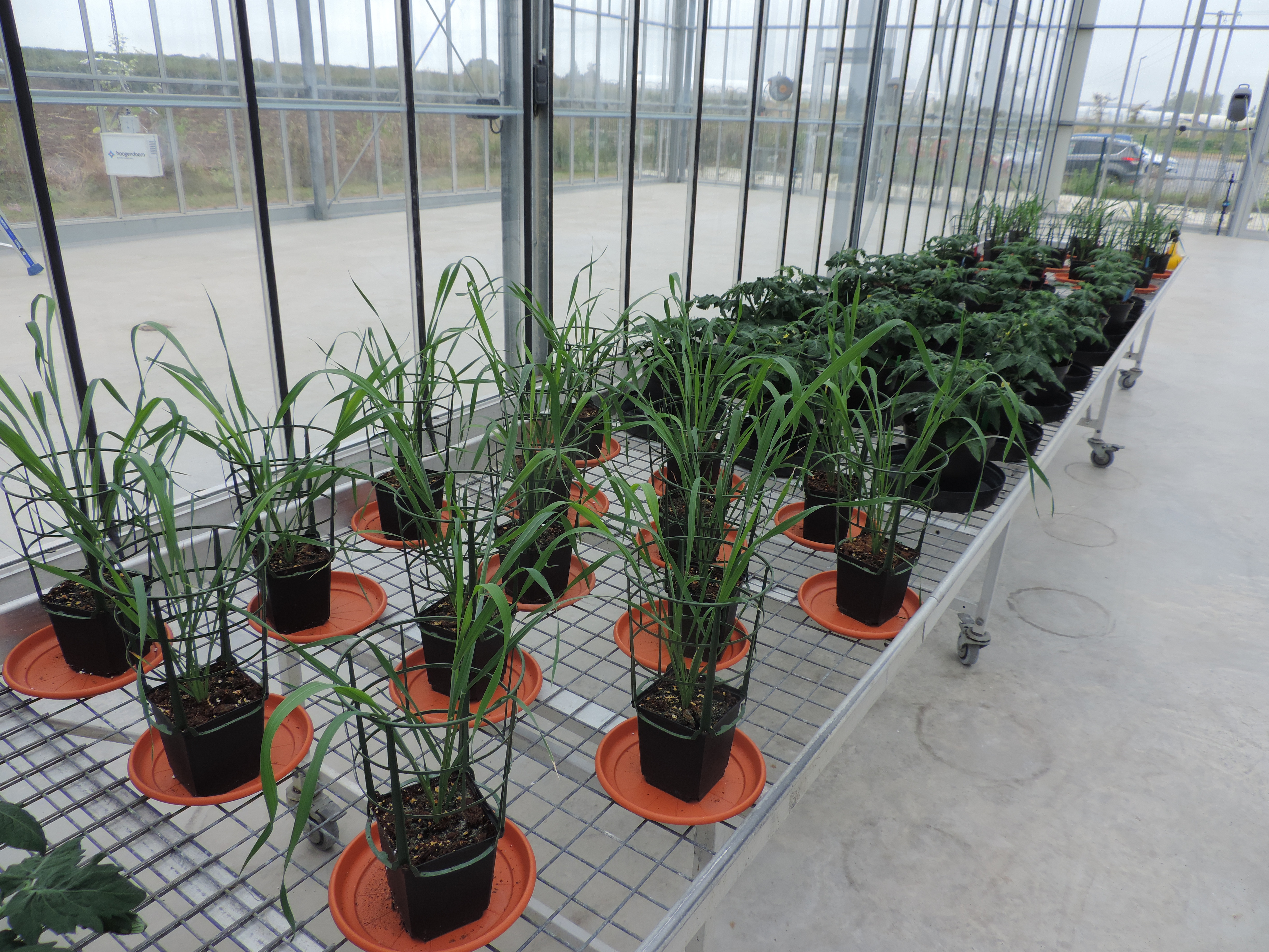 Premiers essais  de stress thermique  haute température  en conditions contrôlées  sur la tomate et le blé 
