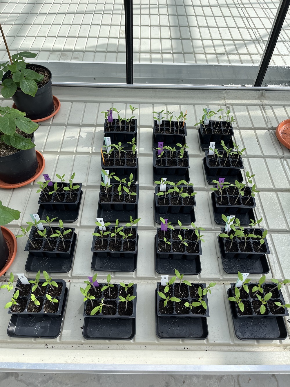 Criblage rapide de variétés de tomate en condition de stress hydrique